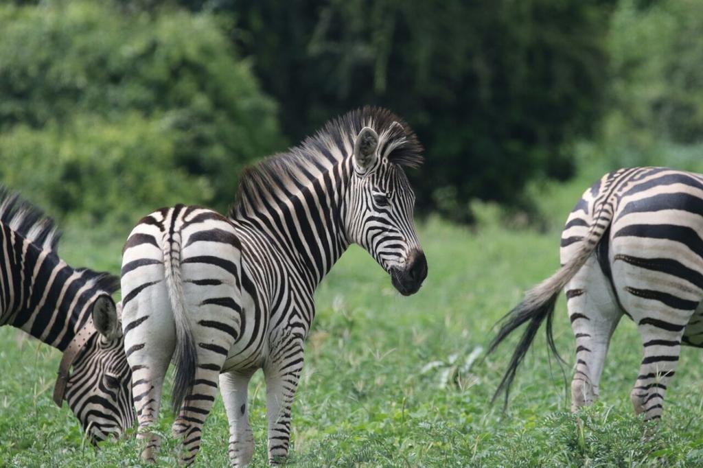 The Residence Villa Chobe Kasane Zewnętrze zdjęcie