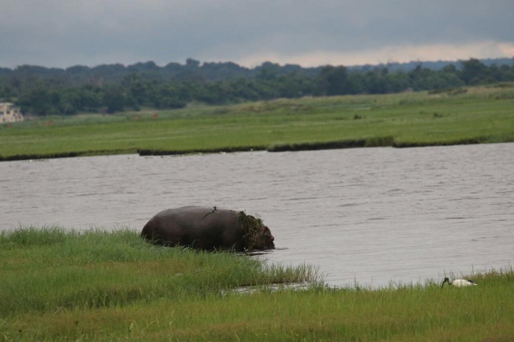 The Residence Villa Chobe Kasane Zewnętrze zdjęcie
